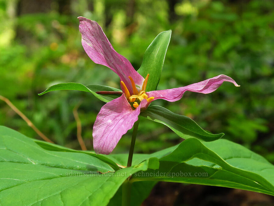 western trillium, fading (Trillium ovatum) [Dog Mountain Trail, Gifford Pinchot National Forest, Skamania County, Washington]