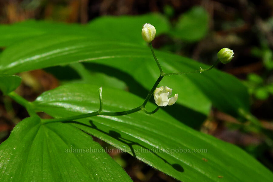 starry false solomon's-seal, budding (Maianthemum stellatum (Smilacina stellata)) [Dog Mountain Trail, Gifford Pinchot National Forest, Skamania County, Washington]