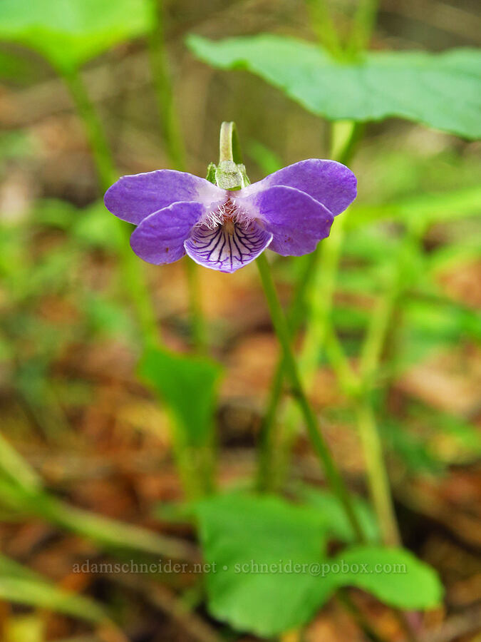 Howell's violet (Viola howellii) [Dog Mountain Trail, Gifford Pinchot National Forest, Skamania County, Washington]