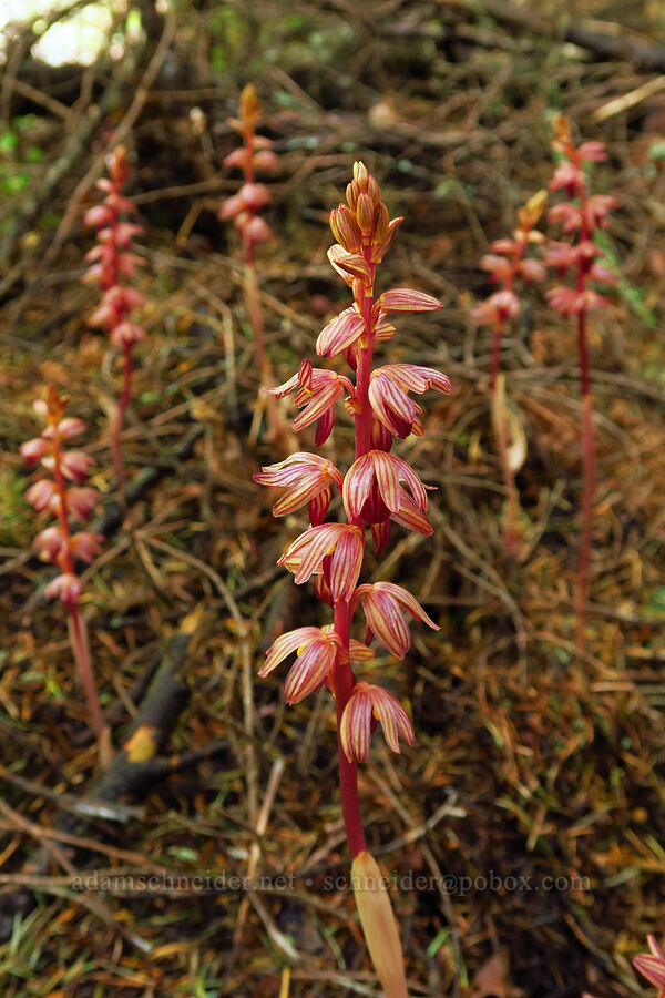 striped coral-root orchid (Corallorhiza striata) [Old Logger's Trail, Dog Mountain, Gifford Pinchot National Forest, Skamania County, Washington]