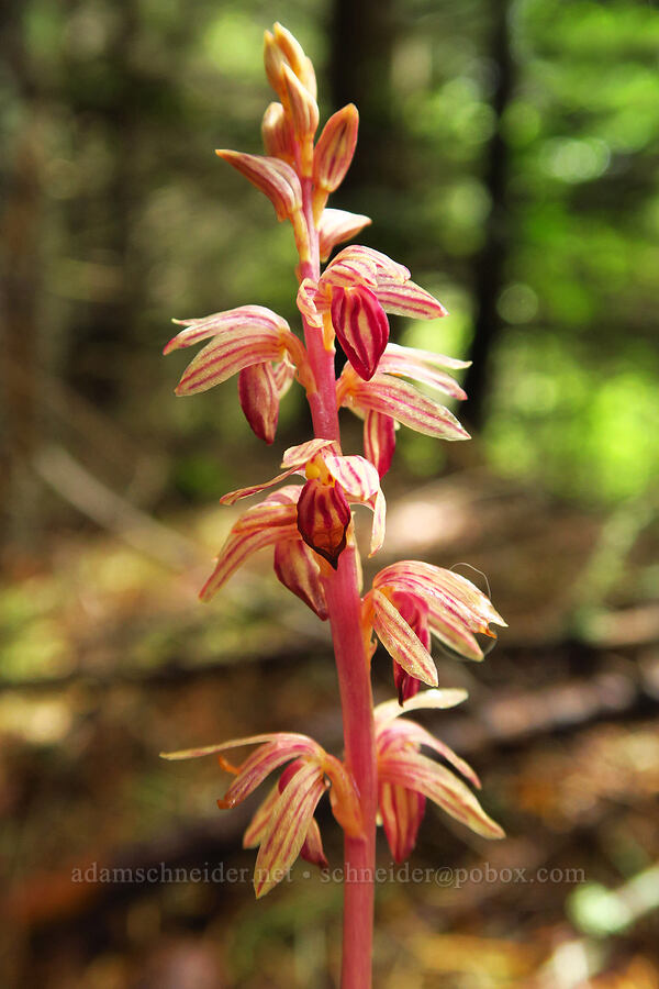 striped coral-root orchid (Corallorhiza striata) [Old Logger's Trail, Dog Mountain, Gifford Pinchot National Forest, Skamania County, Washington]