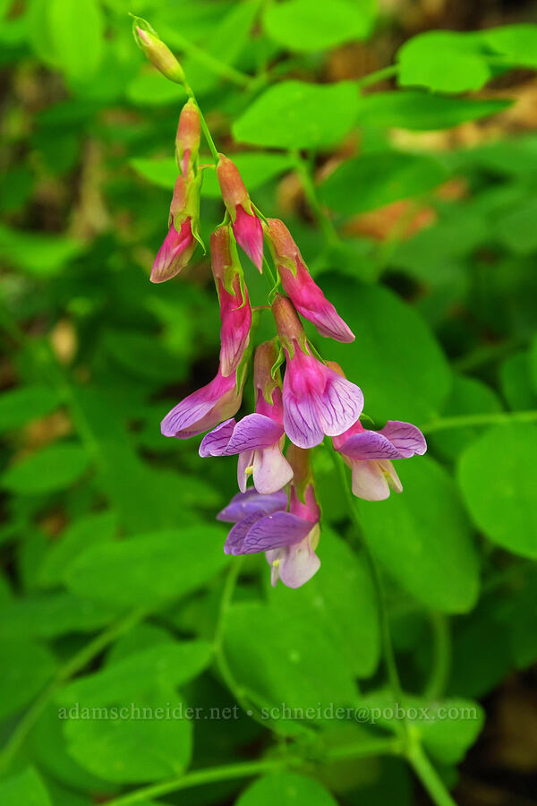 leafy pea-vine (Lathyrus polyphyllus) [Augspurger Trail, Gifford Pinchot National Forest, Skamania County, Washington]