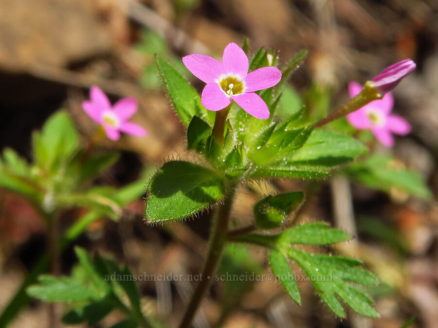 varied-leaf collomia (Collomia heterophylla) [Augspurger Trail, Gifford Pinchot National Forest, Skamania County, Washington]