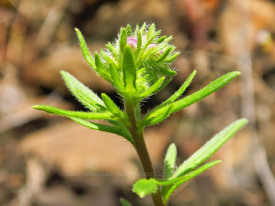 thread-leaf phacelia, budding (Phacelia linearis) [Augspurger Trail, Gifford Pinchot National Forest, Skamania County, Washington]