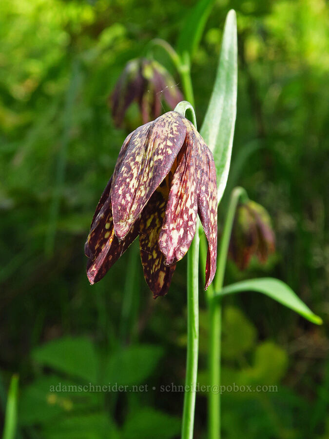 checker lily (Fritillaria affinis) [Great Camas Patch, Skamania County, Washington]