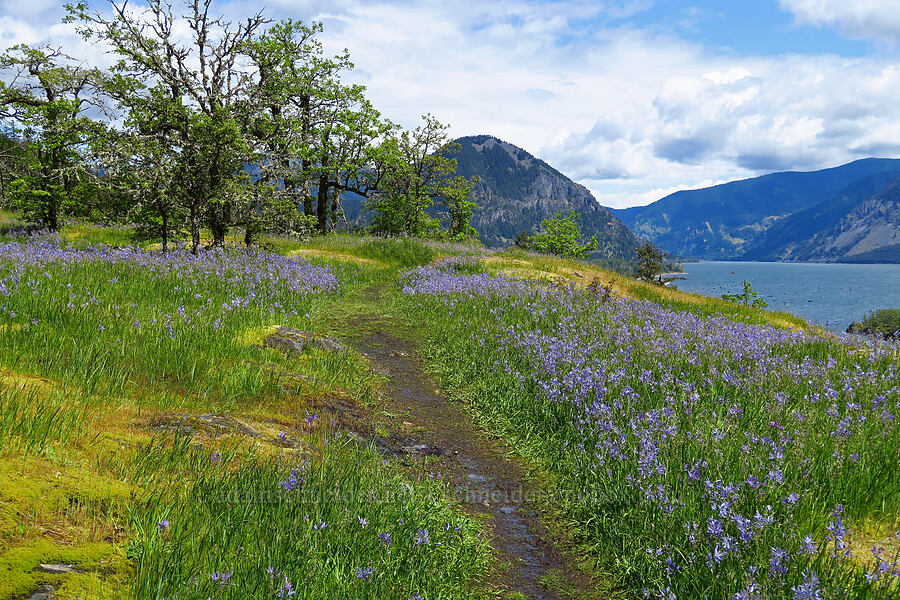 camas & Wind Mountain (Camassia quamash) [Great Camas Patch, Skamania County, Washington]