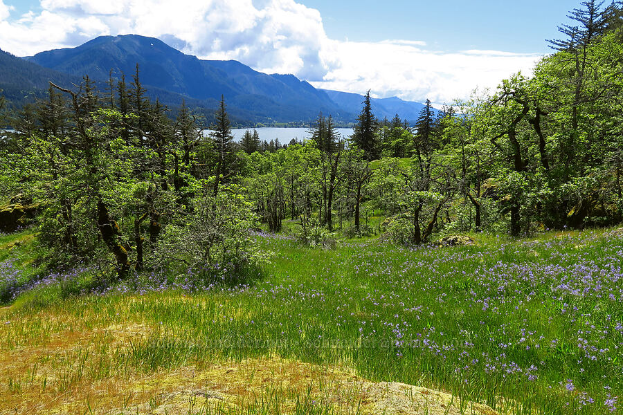 camas & oaks (Camassia quamash, Quercus garryana) [Great Camas Patch, Skamania County, Washington]