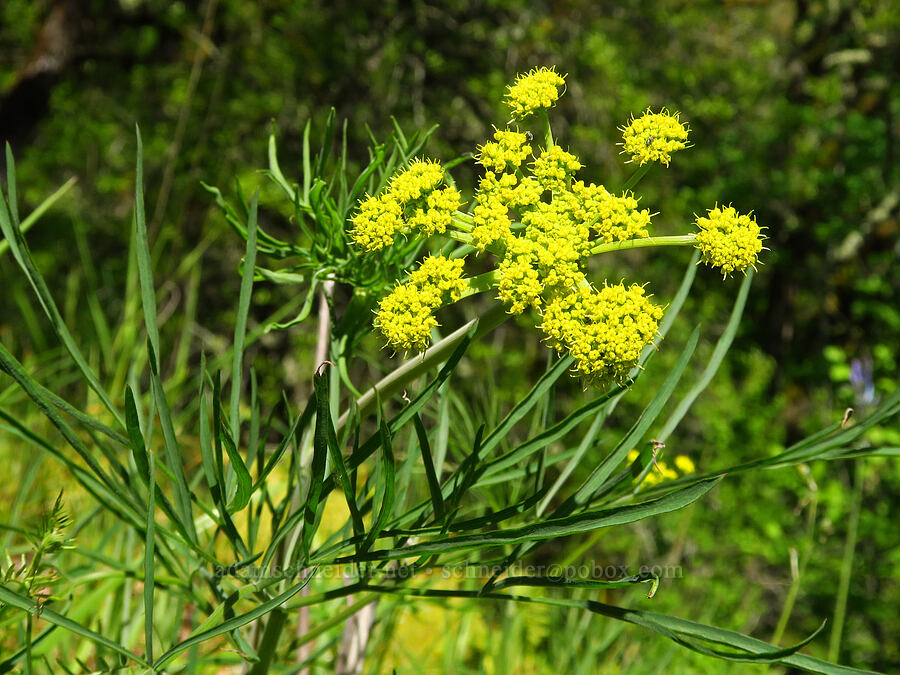 nine-leaf desert parsley (Lomatium brevifolium (Lomatium triternatum var. brevifolium)) [Great Camas Patch, Skamania County, Washington]