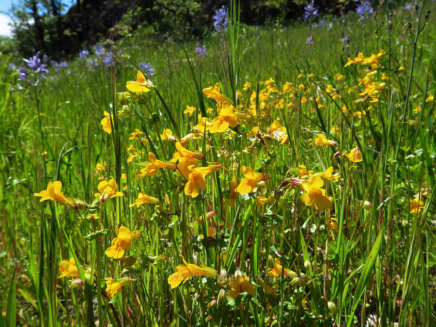 monkeyflower (Erythranthe sp. (Mimulus sp.)) [Great Camas Patch, Skamania County, Washington]