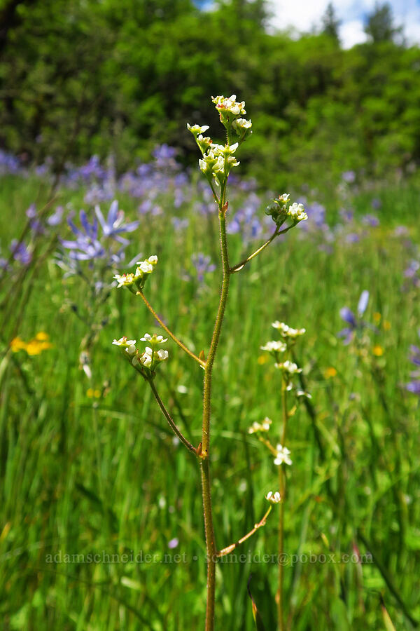 brittle-leaf saxifrage (Micranthes fragosa (Saxifraga integrifolia var. claytoniifolia)) [Great Camas Patch, Skamania County, Washington]