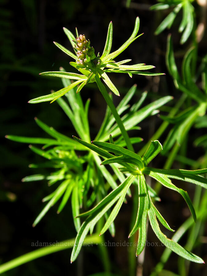 larkspur, budding (Delphinium sp.) [Great Camas Patch, Skamania County, Washington]