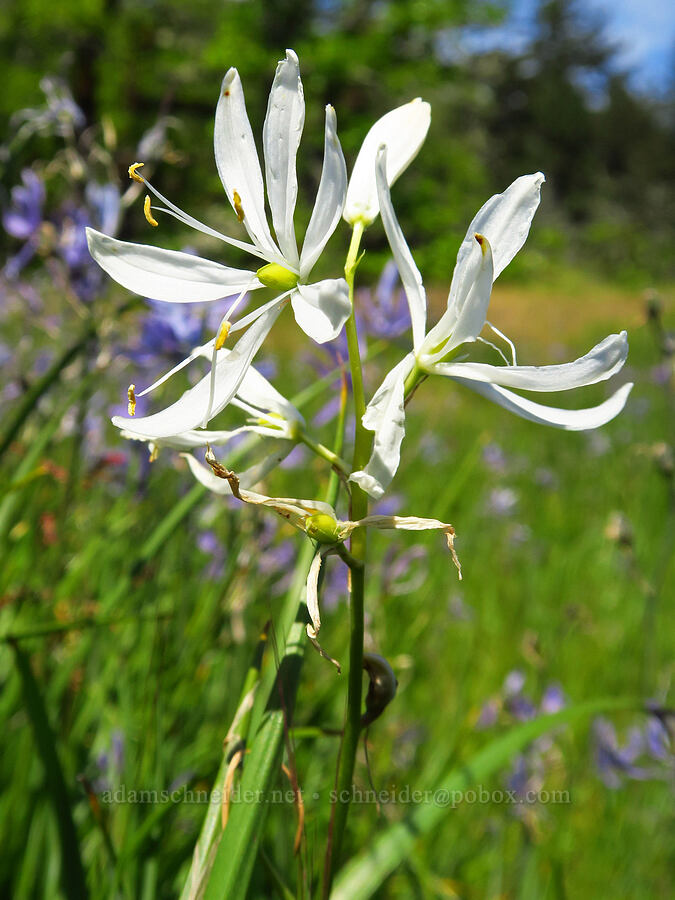 white camas (Camassia quamash) [Great Camas Patch, Skamania County, Washington]