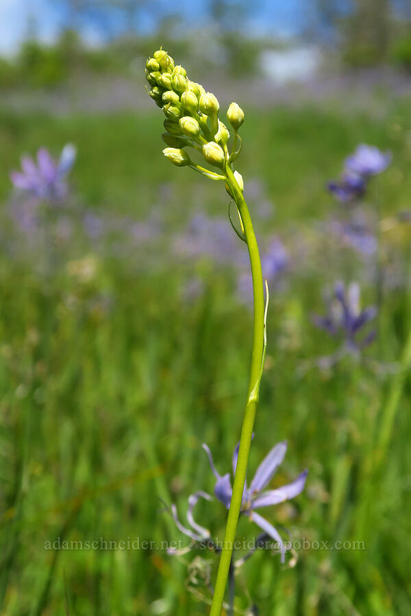 meadow death-camas (Toxicoscordion venenosum (Zigadenus venenosus)) [Great Camas Patch, Skamania County, Washington]