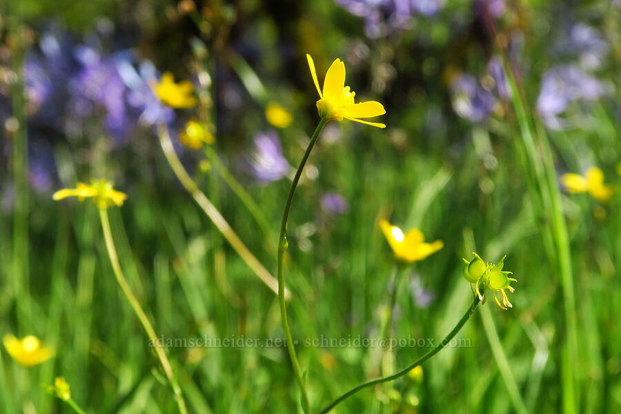 western buttercup (Ranunculus occidentalis) [Great Camas Patch, Skamania County, Washington]