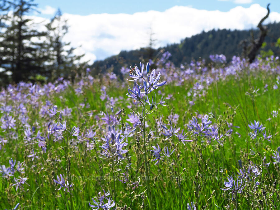 camas (Camassia quamash) [Great Camas Patch, Skamania County, Washington]