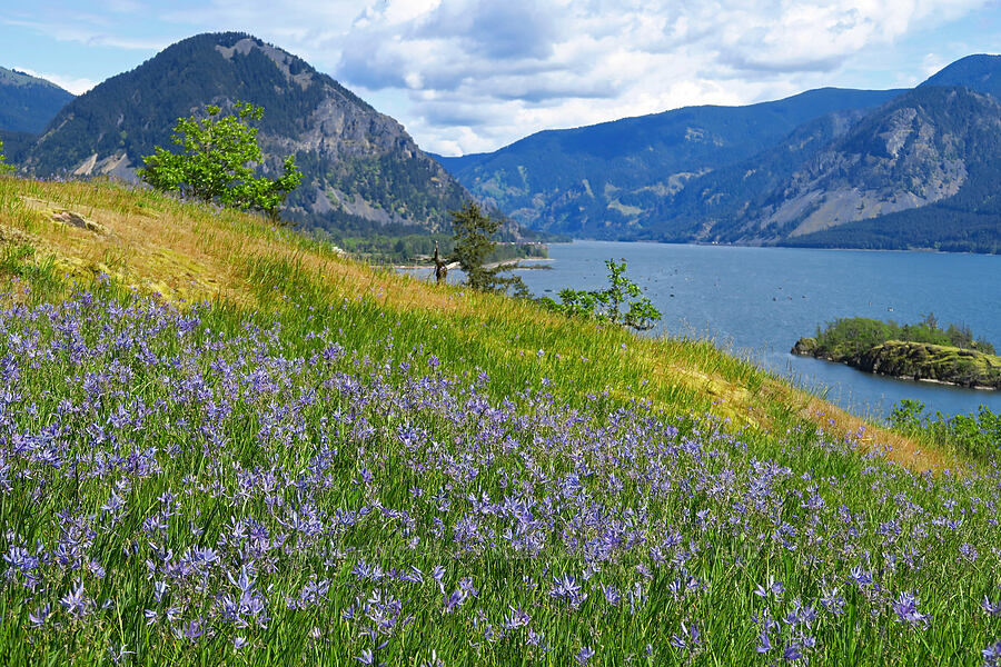 camas & Wind Mountain (Camassia quamash) [Great Camas Patch, Skamania County, Washington]