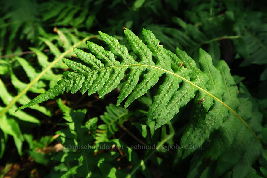 licorice fern (Polypodium glycyrrhiza) [Great Camas Patch, Skamania County, Washington]