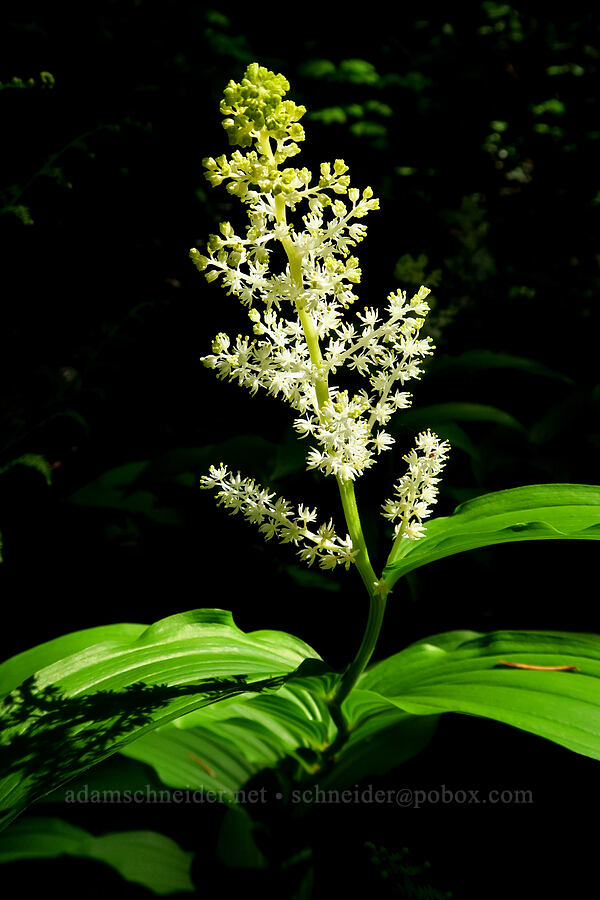 feathery false Solomon's-seal (Maianthemum racemosum ssp. amplexicaule (Smilacina racemosa)) [Carson Depot Road, Skamania County, Washington]