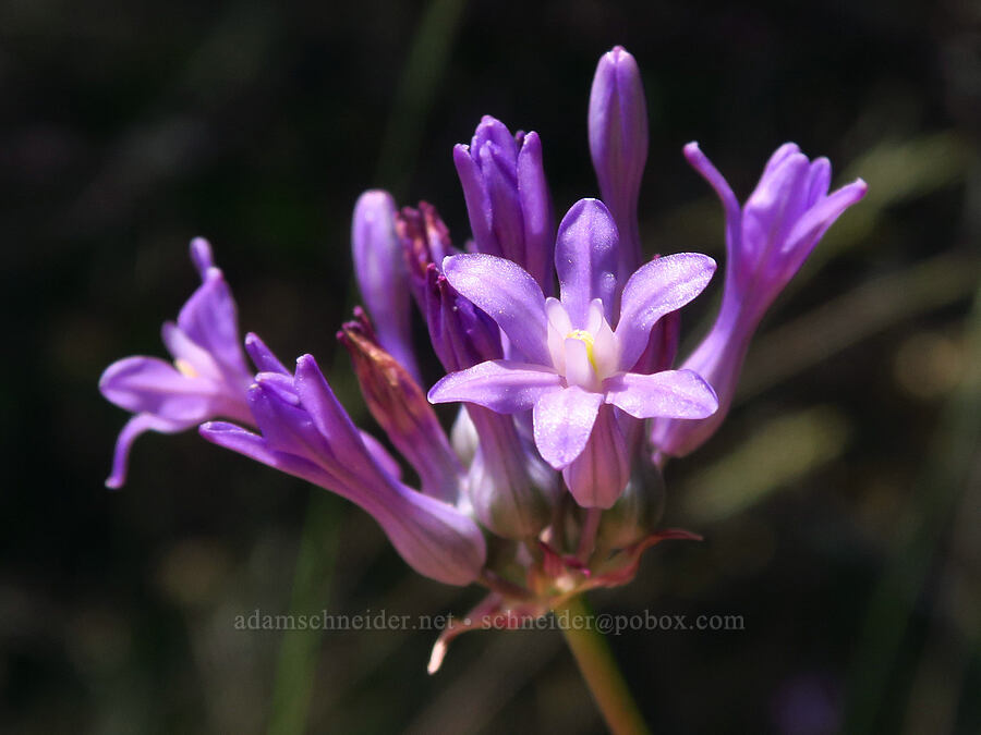 round-tooth ookow (Dichelostemma multiflorum (Brodiaea multiflora)) [Eight Dollar Mountain Botanical Wayside, Josephine County, Oregon]