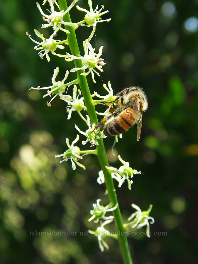 honeybee & Klamath rush-lily (Apis mellifera, Hastingsia serpentinicola (Hastingsia alba)) [Eight Dollar Mountain Botanical Wayside, Josephine County, Oregon]