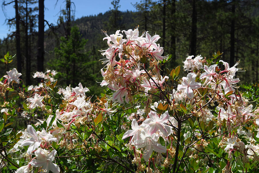 western azalea (Rhododendron occidentale) [Eight Dollar Mountain Botanical Wayside, Josephine County, Oregon]