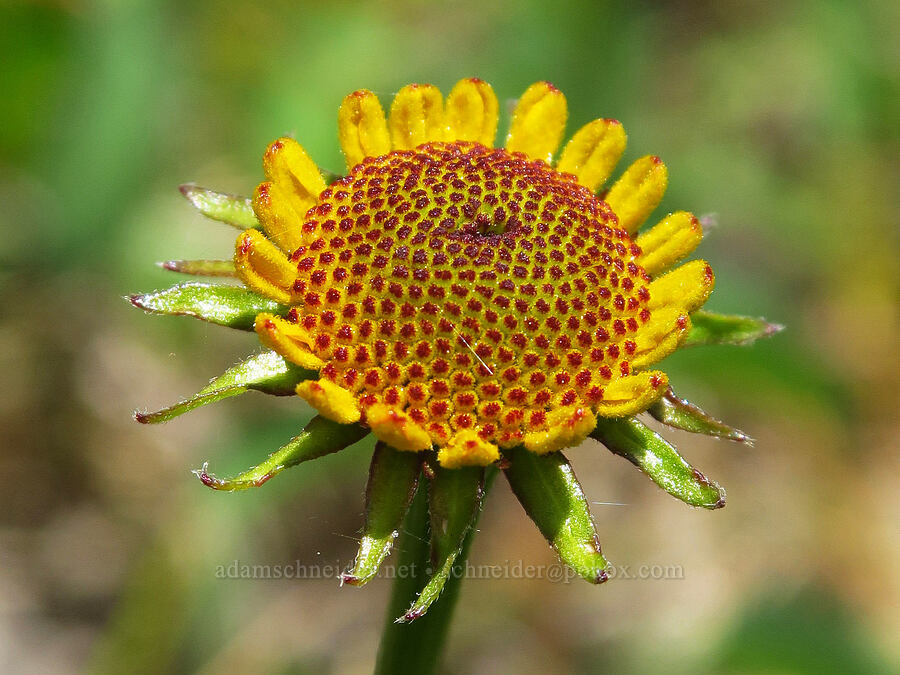 Bigelow's sneezeweed, budding (Helenium bigelovii) [Eight Dollar Mountain Botanical Wayside, Josephine County, Oregon]