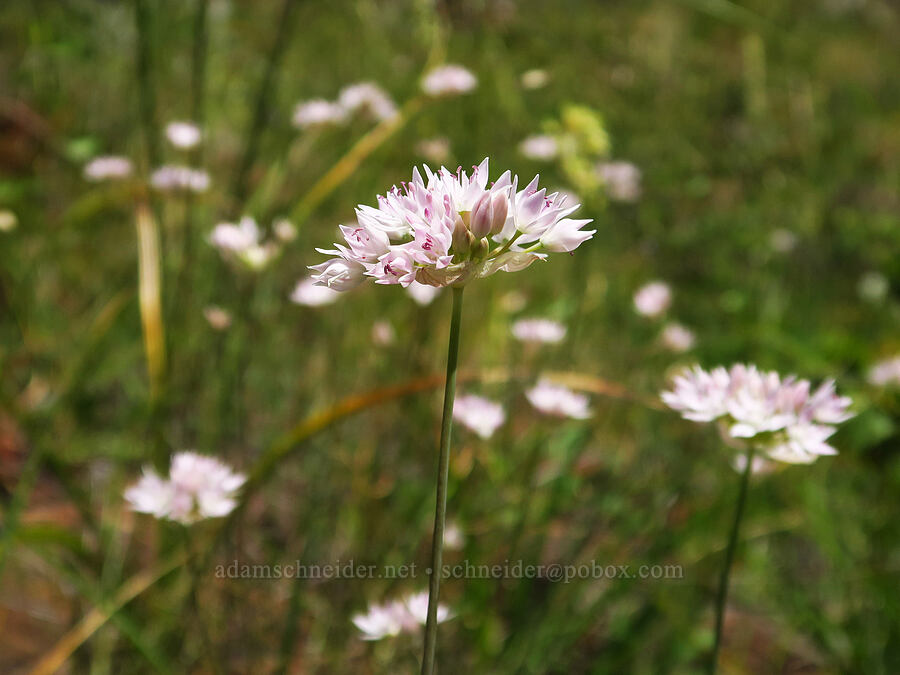 narrow-leaf onion (Allium amplectens) [Eight Dollar Mountain, Josephine County, Oregon]