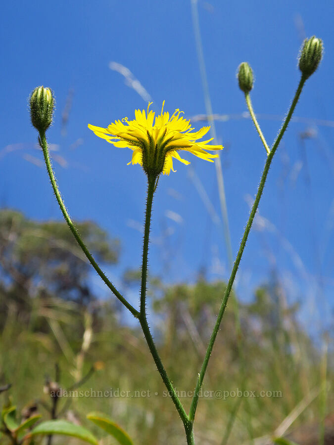 Parry's hawkweed (Hieracium parryi) [Eight Dollar Mountain, Josephine County, Oregon]