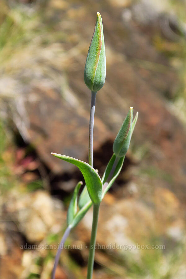 Howell's mariposa lily, budding (Calochortus howellii) [Eight Dollar Mountain, Josephine County, Oregon]