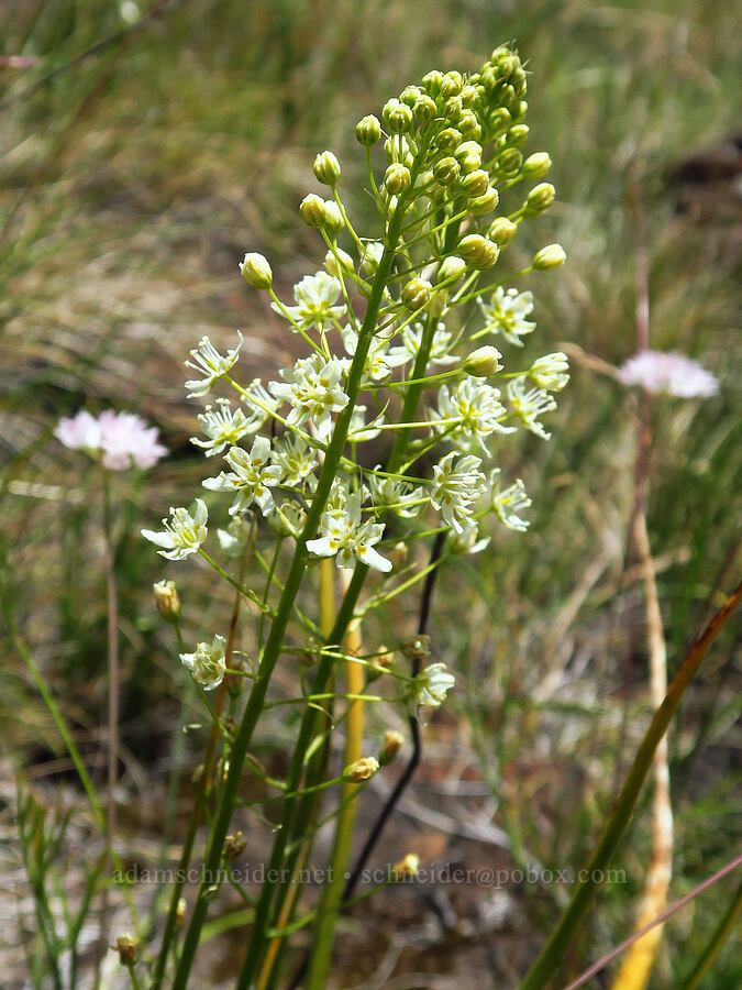 death-camas (Toxicoscordion sp. (Zigadenus sp.)) [Eight Dollar Mountain, Josephine County, Oregon]