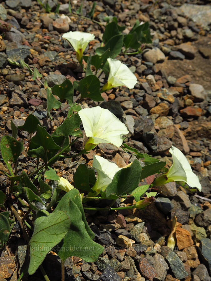 western morning-glory (Calystegia occidentalis ssp. occidentalis) [Eight Dollar Mountain, Josephine County, Oregon]