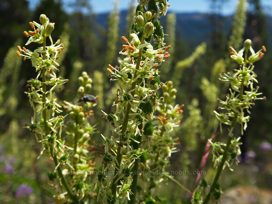 Klamath rush-lily (Hastingsia serpentinicola (Hastingsia alba)) [Eight Dollar Mountain, Josephine County, Oregon]