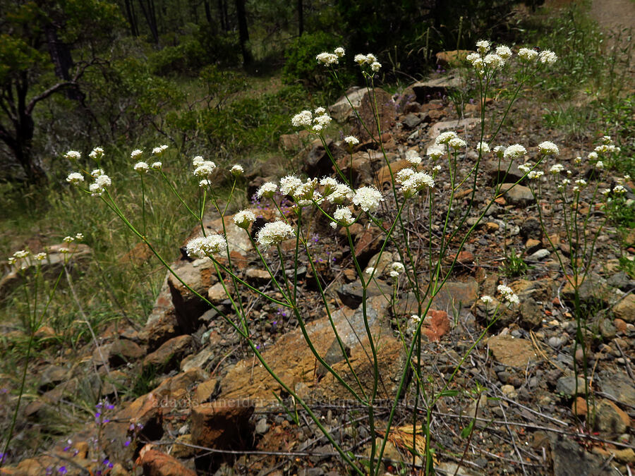 bare-stem buckwheat (Eriogonum nudum var. nudum) [Eight Dollar Mountain, Josephine County, Oregon]