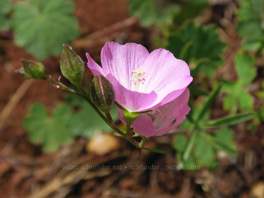 dwarf checker-bloom (harsh checker-mallow) (Sidalcea asprella (Sidalcea malviflora ssp. asprella)) [Eight Dollar Mountain, Josephine County, Oregon]