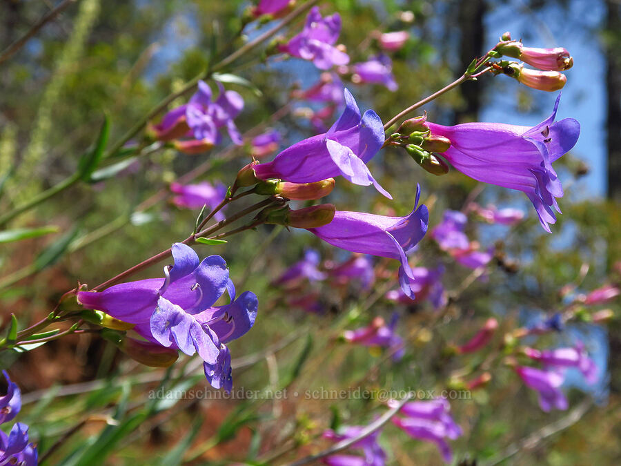 azure penstemon (Penstemon azureus var. azureus) [Eight Dollar Mountain, Josephine County, Oregon]