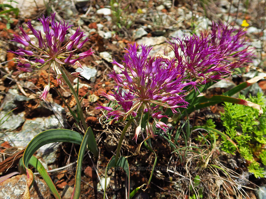 sickle-leaf onions (Allium falcifolium) [Eight Dollar Mountain, Josephine County, Oregon]