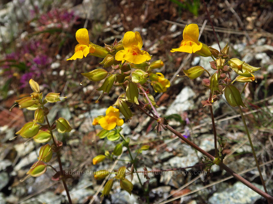 little-leaf monkeyflower (Erythranthe microphylla (Mimulus microphyllus)) [Eight Dollar Mountain, Josephine County, Oregon]