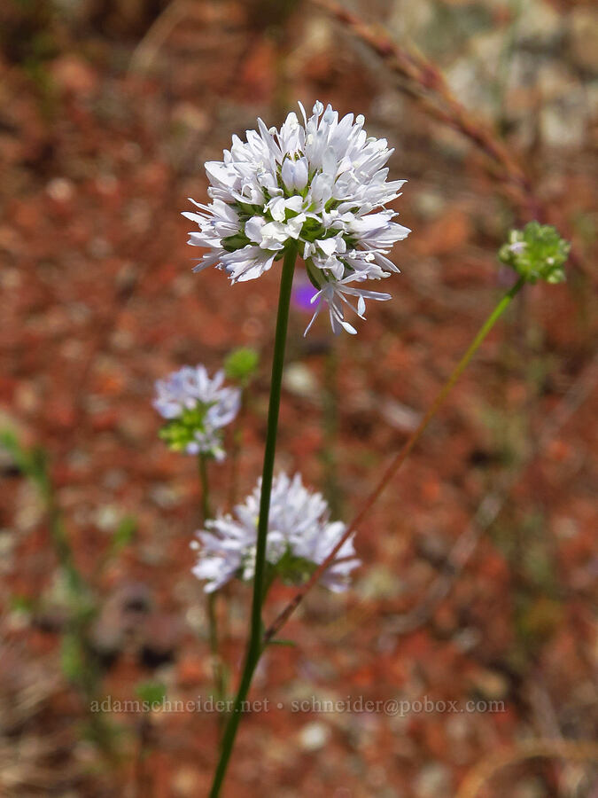 blue-head gilia (Gilia capitata ssp. capitata) [Eight Dollar Mountain, Josephine County, Oregon]