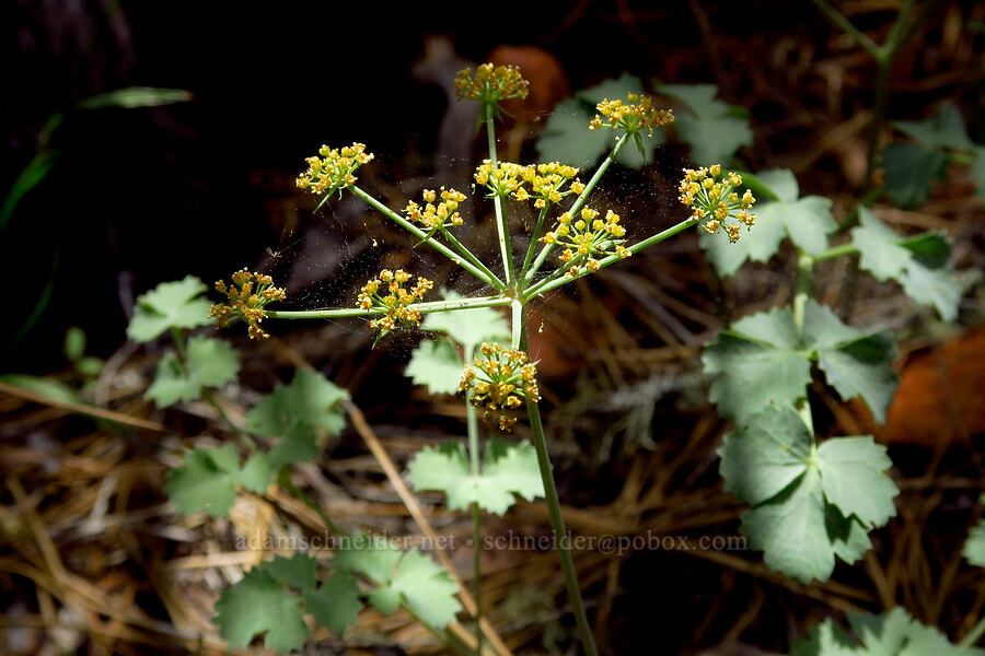 Howell's desert parsley (Lomatium howellii) [Eight Dollar Mountain, Josephine County, Oregon]