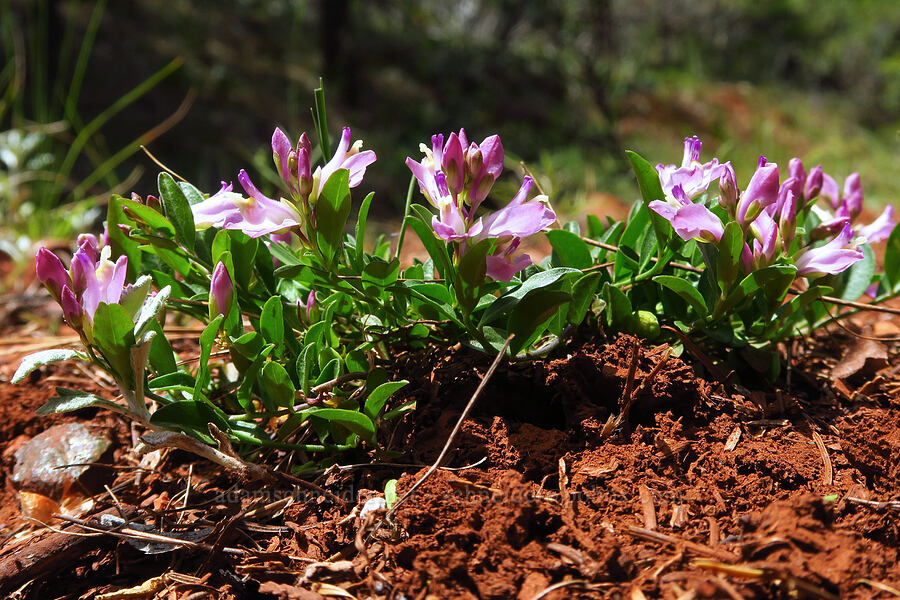 California milkwort (Polygala californica (Rhinotropis californica)) [Eight Dollar Mountain, Josephine County, Oregon]