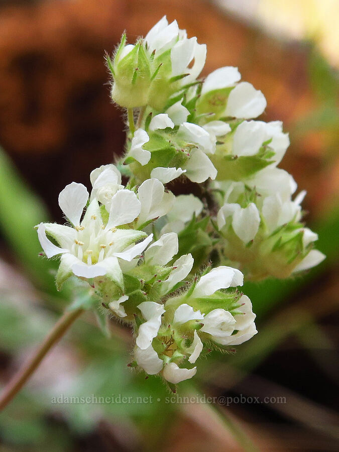 Josephine horkelia (Horkelia congesta ssp. nemorosa) [Eight Dollar Mountain, Josephine County, Oregon]