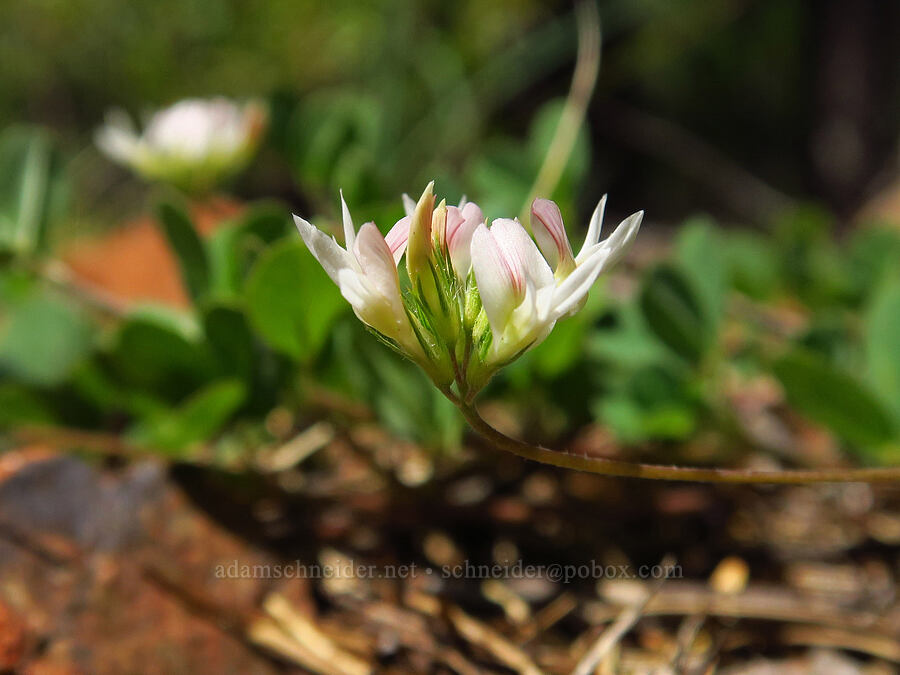 Brewer's clover (Trifolium breweri) [Eight Dollar Mountain, Josephine County, Oregon]