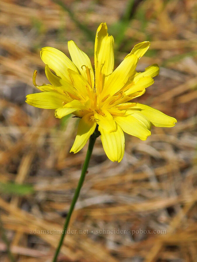 Howell's microseris (Microseris howellii (Scorzonella howellii)) [Eight Dollar Mountain, Josephine County, Oregon]