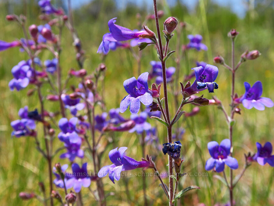 Roezl's penstemon (Penstemon roezlii (Penstemon laetus ssp. roezlii)) [Eight Dollar Mountain, Josephine County, Oregon]