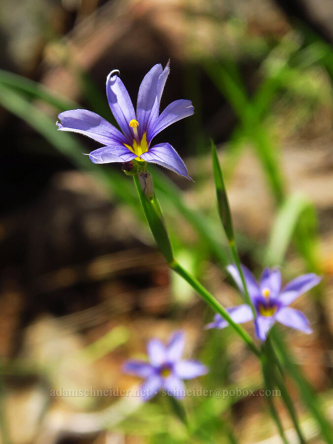 western blue-eyed-grass (Sisyrinchium bellum) [Eight Dollar Mountain, Josephine County, Oregon]