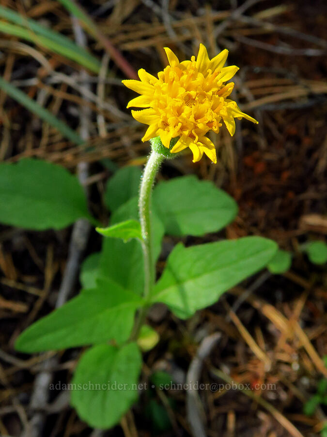 Klamath arnica (Arnica spathulata) [Eight Dollar Mountain, Josephine County, Oregon]