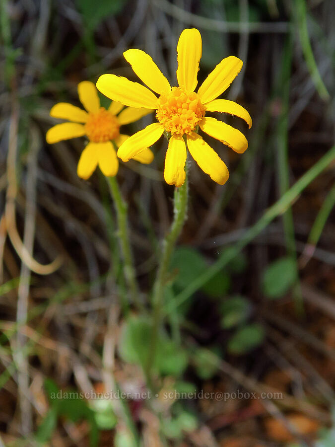 serpentine groundsel (Siskiyou butterweed) (Packera hesperia (Senecio hesperius)) [Eight Dollar Mountain, Josephine County, Oregon]