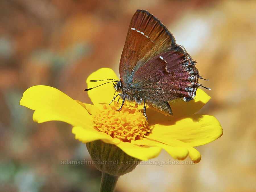 juniper hairstreak butterfly & Oregon sunshine (Callophrys gryneus, Eriophyllum lanatum) [Eight Dollar Mountain, Josephine County, Oregon]