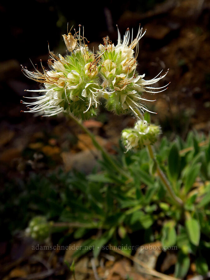 serpentine phacelia (Phacelia corymbosa) [Eight Dollar Mountain, Josephine County, Oregon]