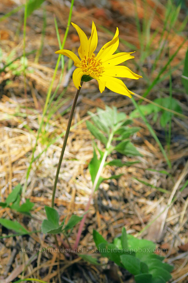 hybrid balsamroot (Balsamorhiza deltoidea x Balsamorhiza sericea) [Eight Dollar Mountain, Josephine County, Oregon]